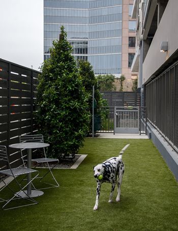a dog is walking on the grass on a roof terrace